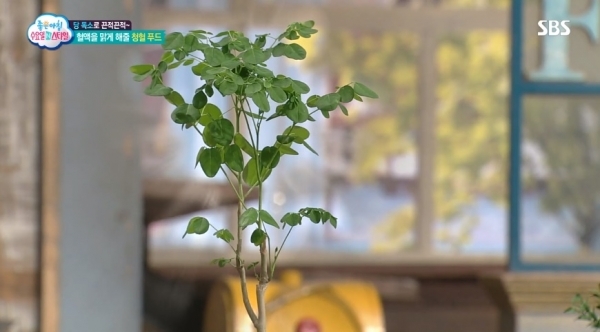 모링가/사진=방송화면