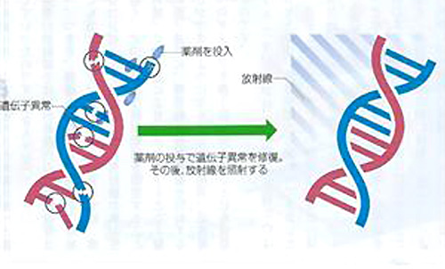 유전자 이상을 복원하여, 방사선의 효과를 높이다.