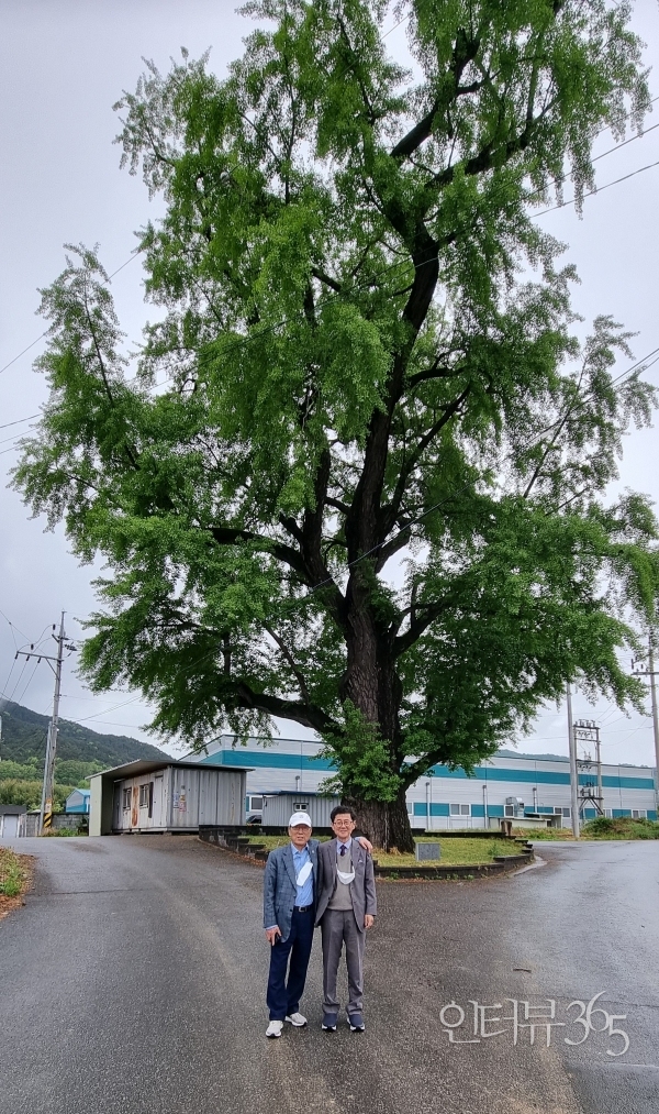 이우석 동아수출공사 회장의 생가 마을에 자리잡고 있는 700년 된 은행나무 보호수 앞에서 이 회장과 필자가 나란히 섰다. 
