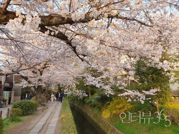 테츠가쿠노미치(哲學의 길), 좁은 물길을 따라 벚꽃이 흐드러졌다.