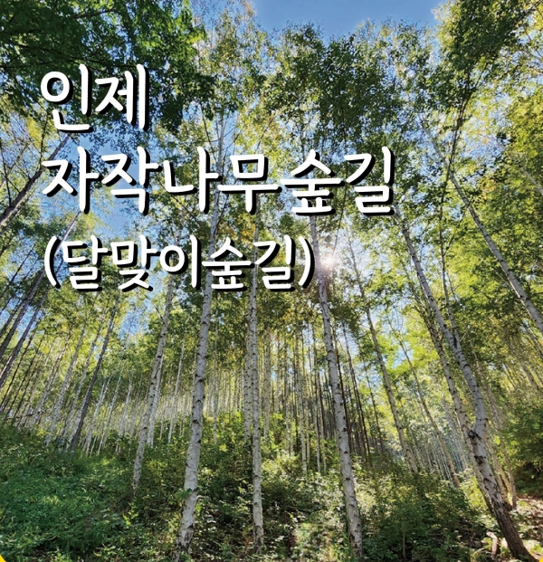 인제 자작나무 숲길