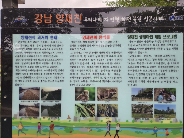 양재천 하천복원성공