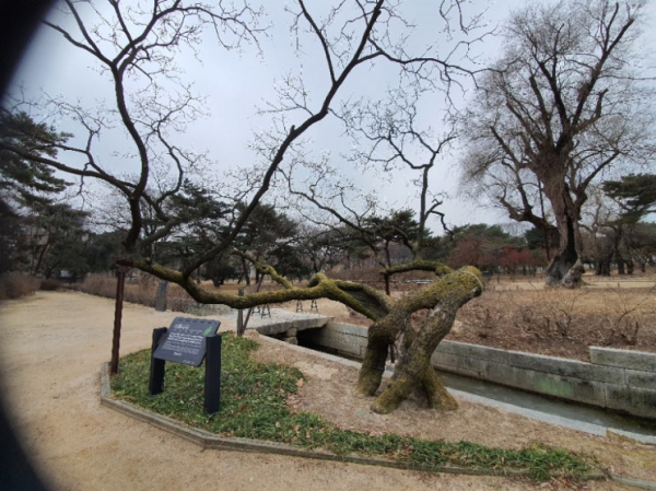 창경궁 사도세자나무