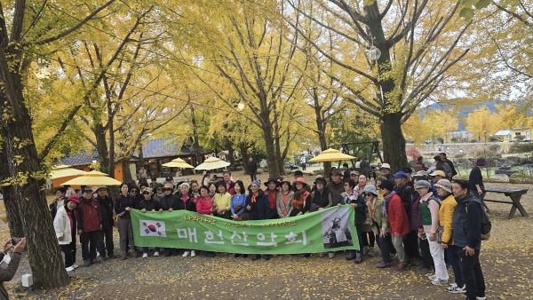 보령 청라은행나무마을 매헌산악회 단체사진
