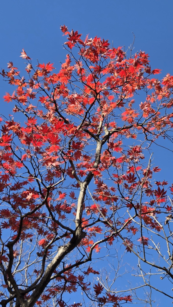 북한산 단풍