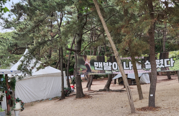 '하나개 맨발빌리지'의 솔밭 텐트에서 맨발벗들이 휴식할 수 있다.